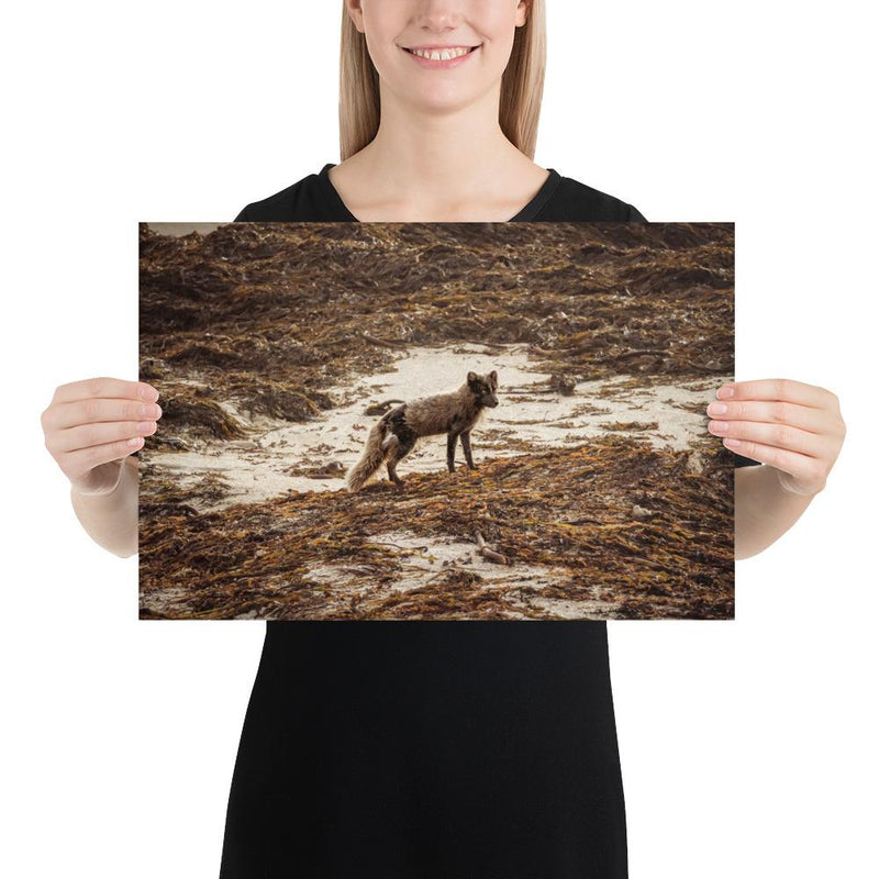 Vulpes - Go Wild Photography [description]  [price]