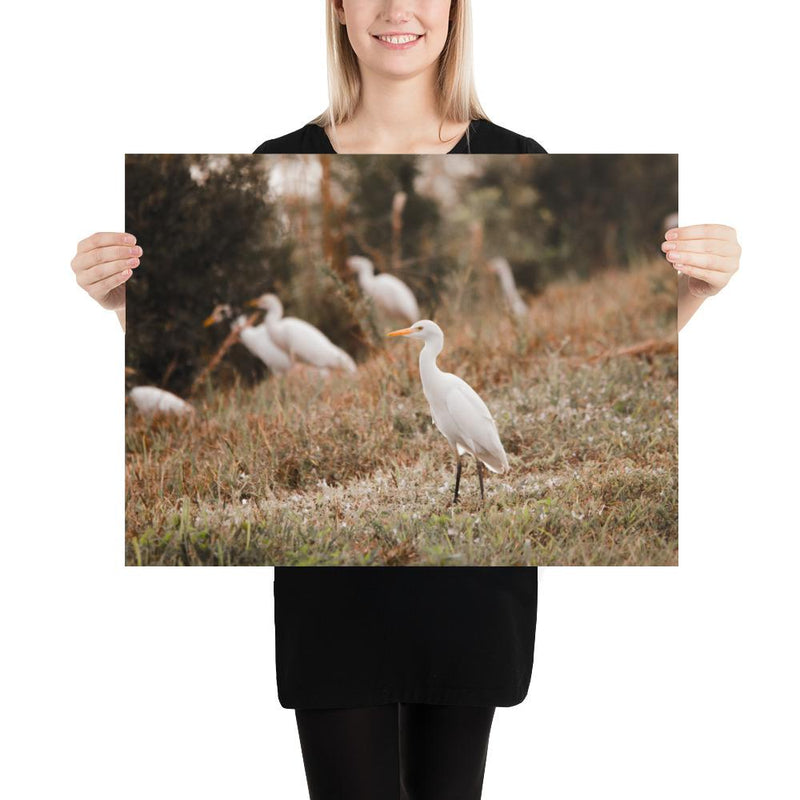Winter Egret - Go Wild Photography [description]  [price]