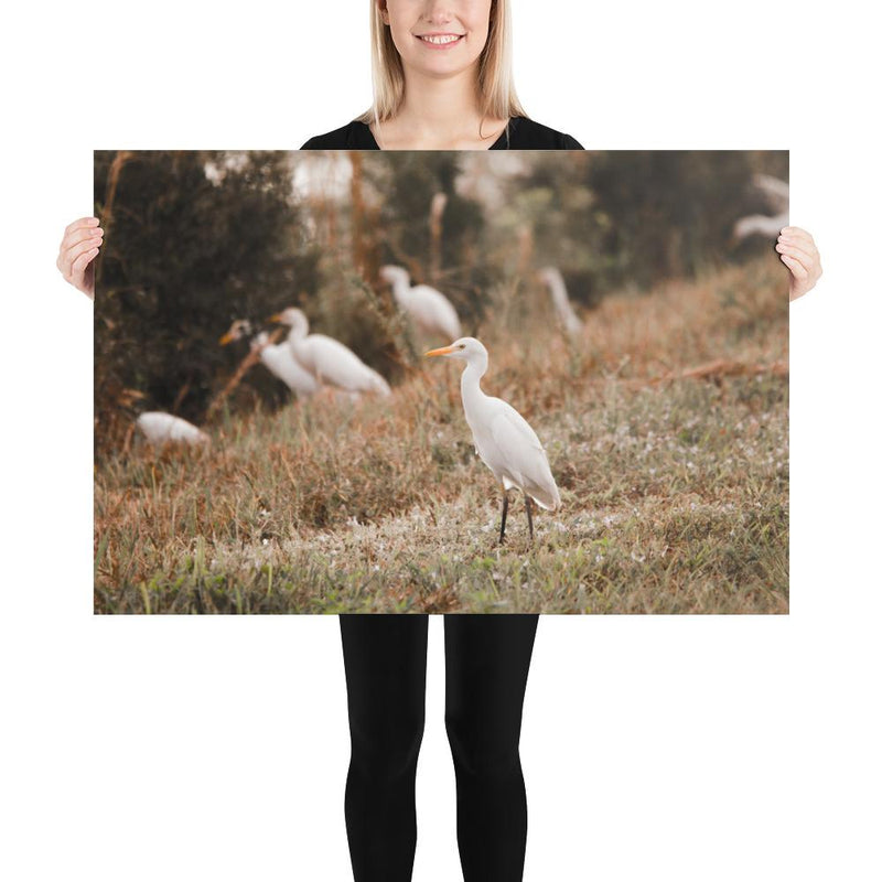 Winter Egret - Go Wild Photography [description]  [price]