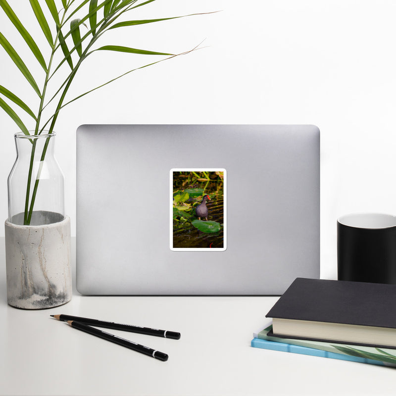 Common Moorhen Bubble-free stickers - Go Wild Photography [description]  [price]