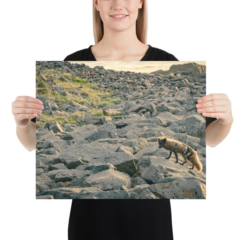 Arctic Fox - Go Wild Photography [description]  [price]