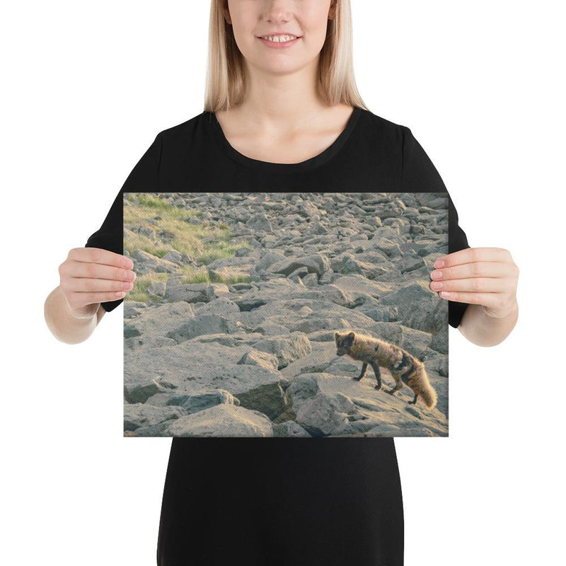Arctic Fox - Go Wild Photography [description]  [price]