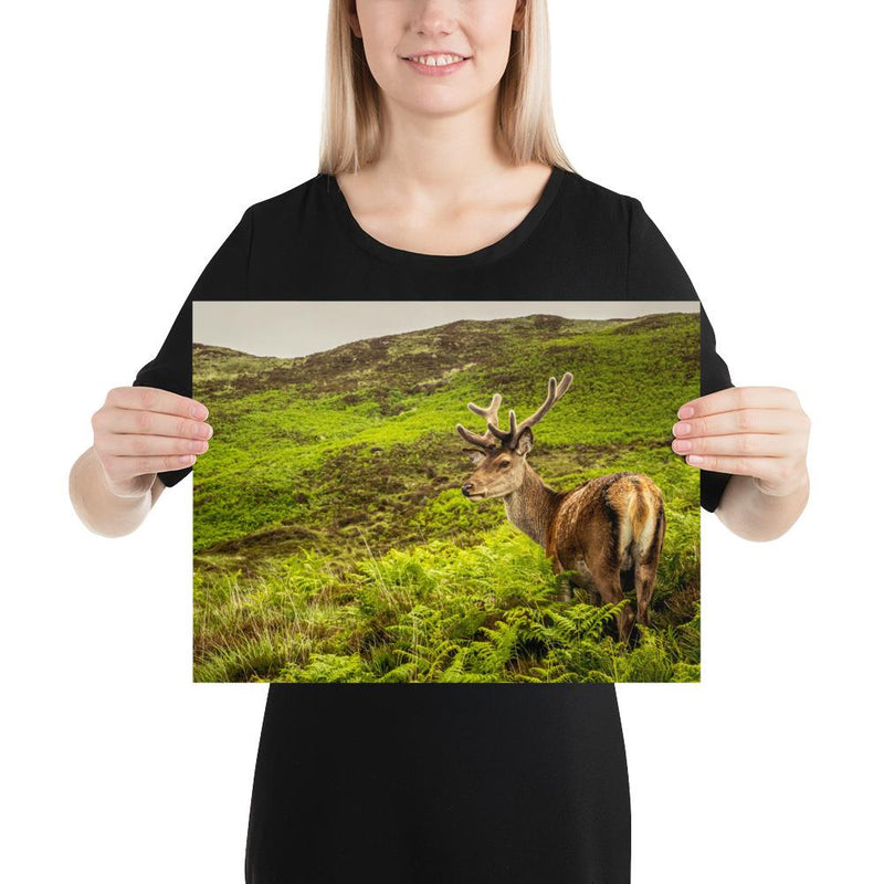 Prince of the Forest - Go Wild Photography [description]  [price]