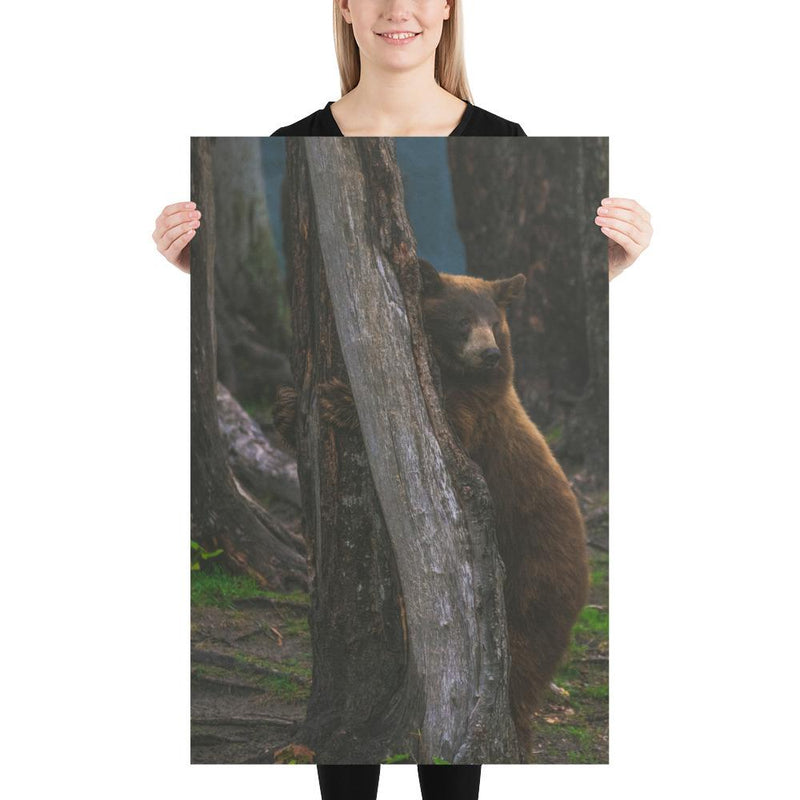 Bear Hug - Go Wild Photography [description]  [price]