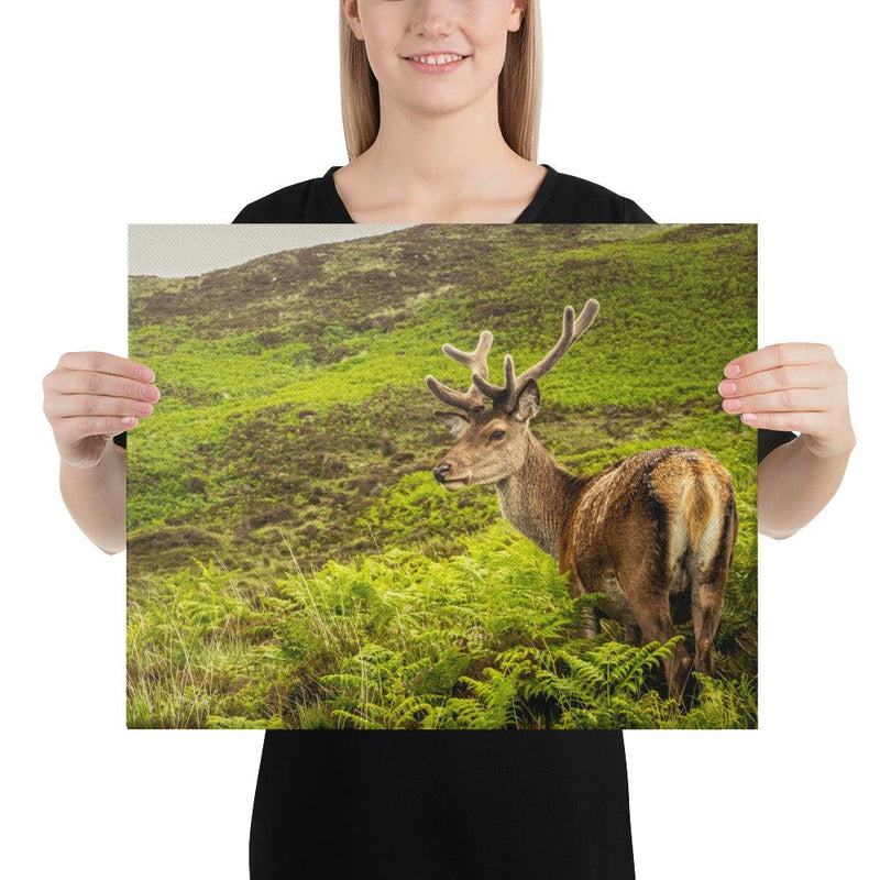 Prince of the Forest - Go Wild Photography [description]  [price]