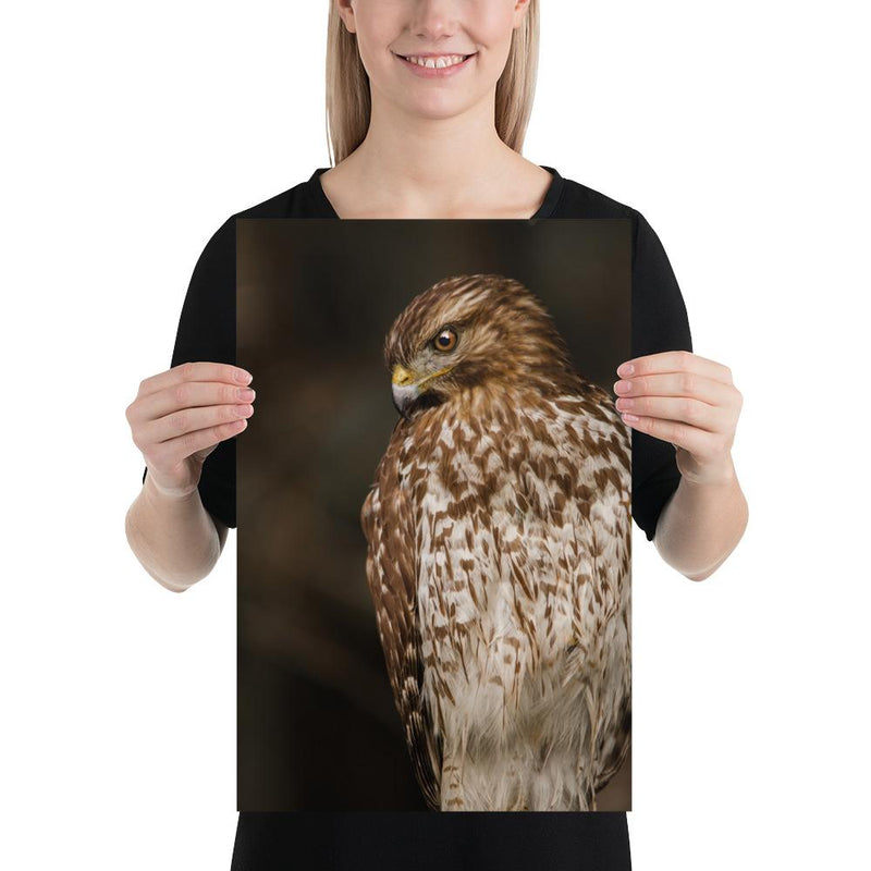 Red Shouldered Hawk - Go Wild Photography [description]  [price]