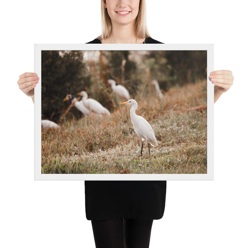 Winter Egret - Go Wild Photography [description]  [price]