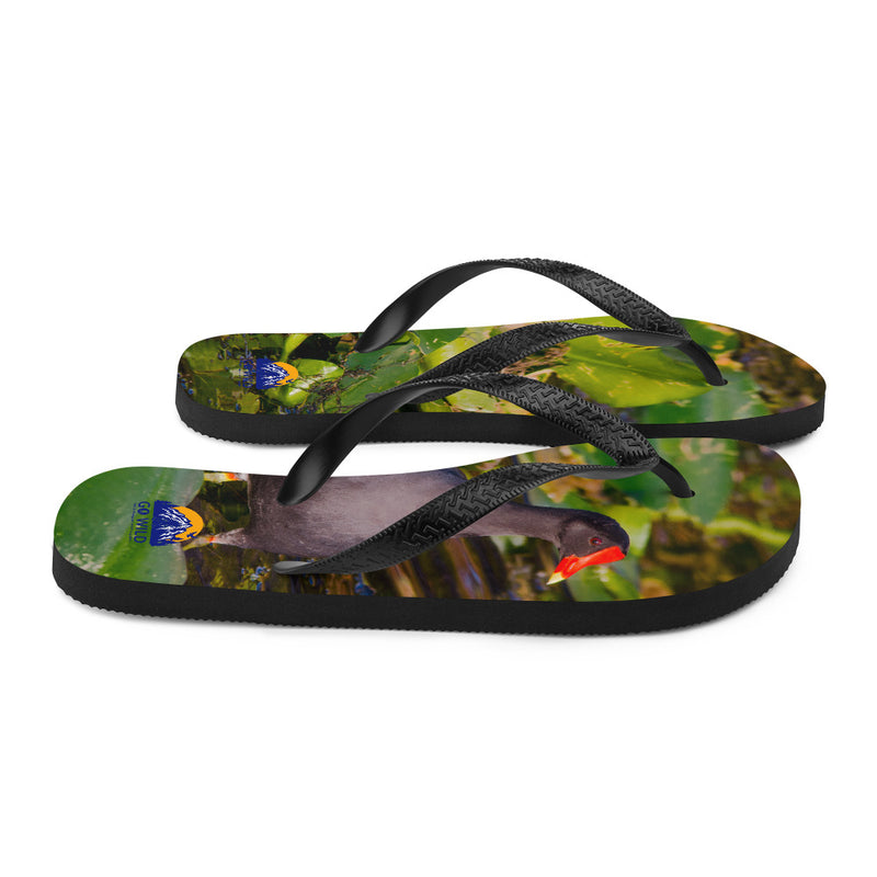 Common Moorhen Flip-Flops - Go Wild Photography [description]  [price]