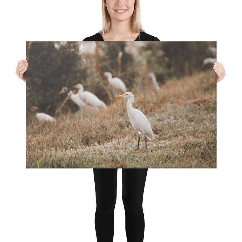Winter Egret - Go Wild Photography [description]  [price]