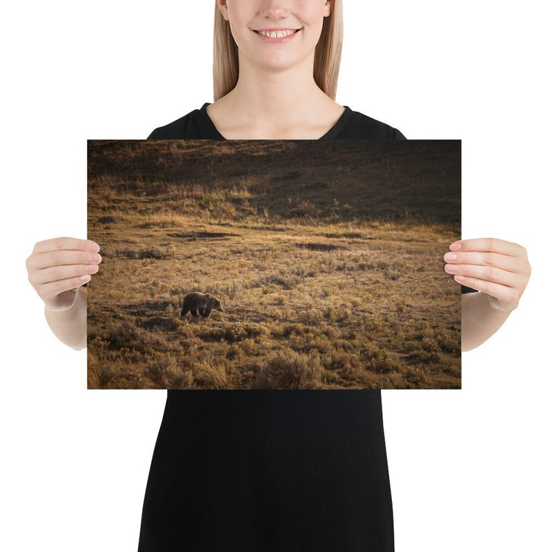 Grizzly - Go Wild Photography [description]  [price]