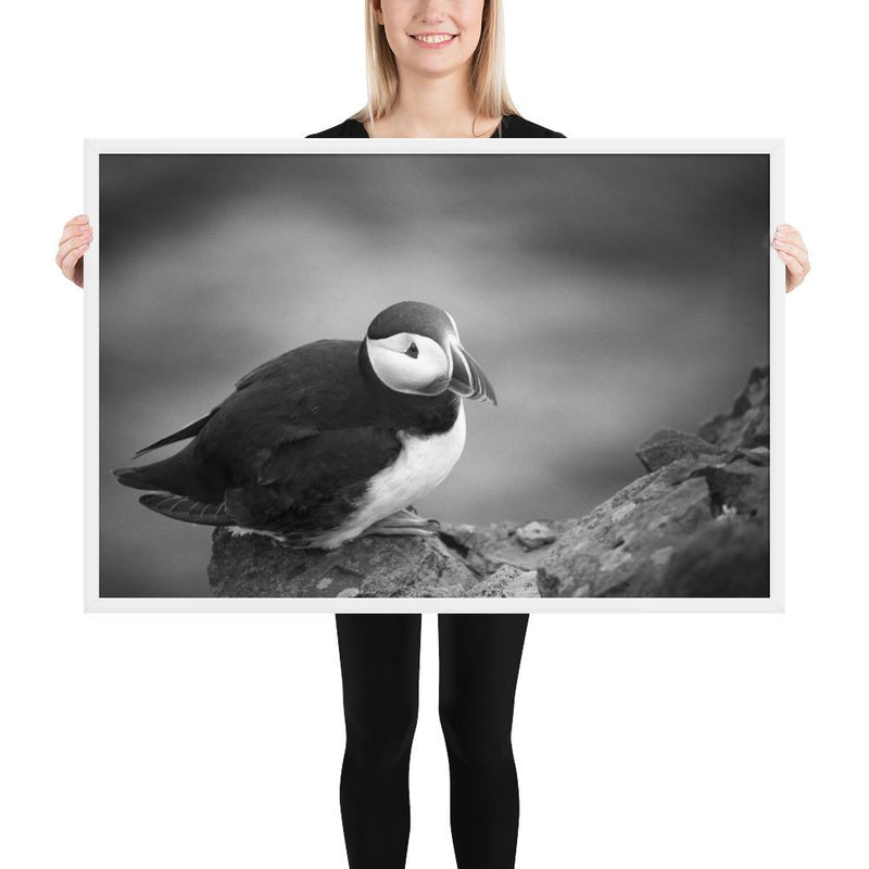 Atlantic Puffin Black and White - Go Wild Photography [description]  [price]