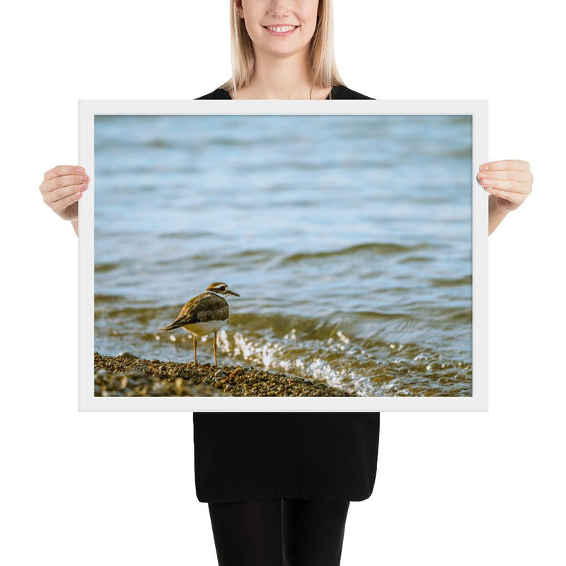 Sand Piper - Go Wild Photography [description]  [price]