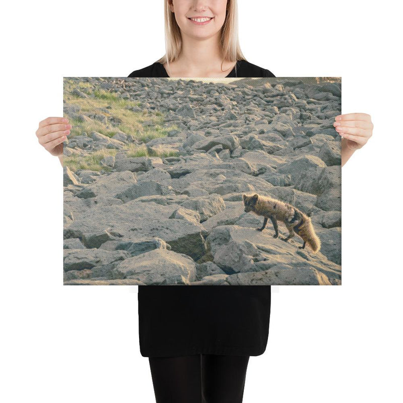 Arctic Fox - Go Wild Photography [description]  [price]