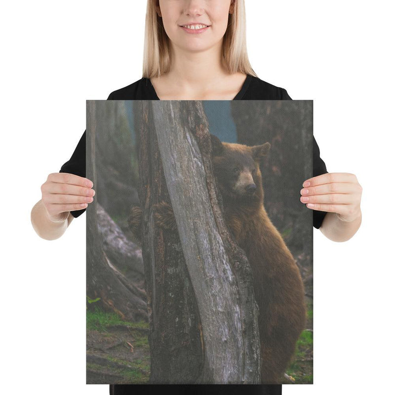 Bear Hug - Go Wild Photography [description]  [price]