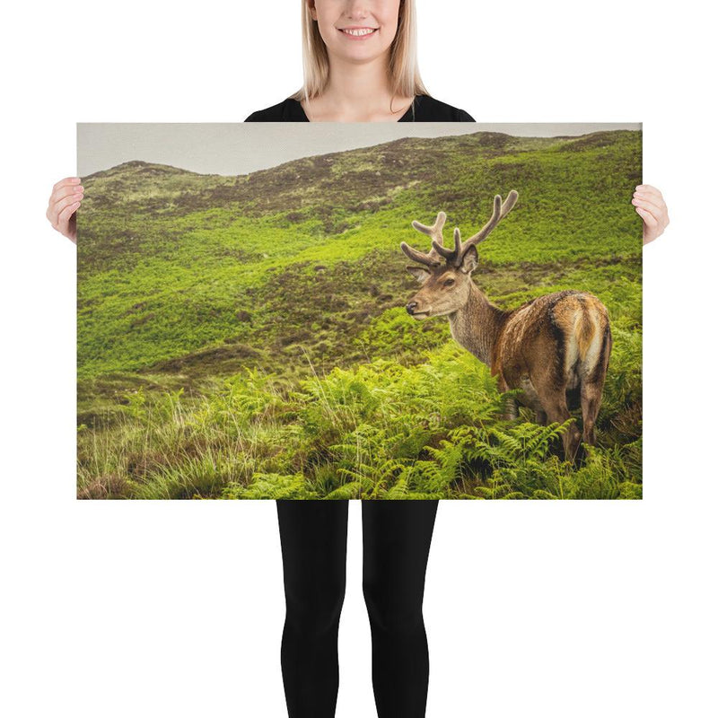 Prince of the Forest - Go Wild Photography [description]  [price]