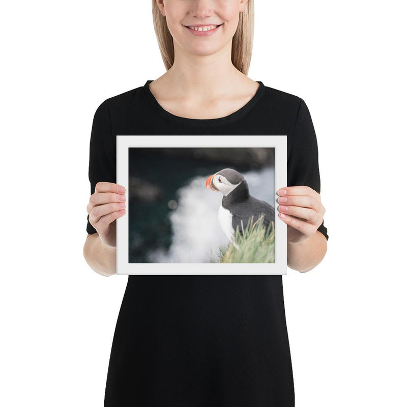 Stoic Puffin - Go Wild Photography [description]  [price]