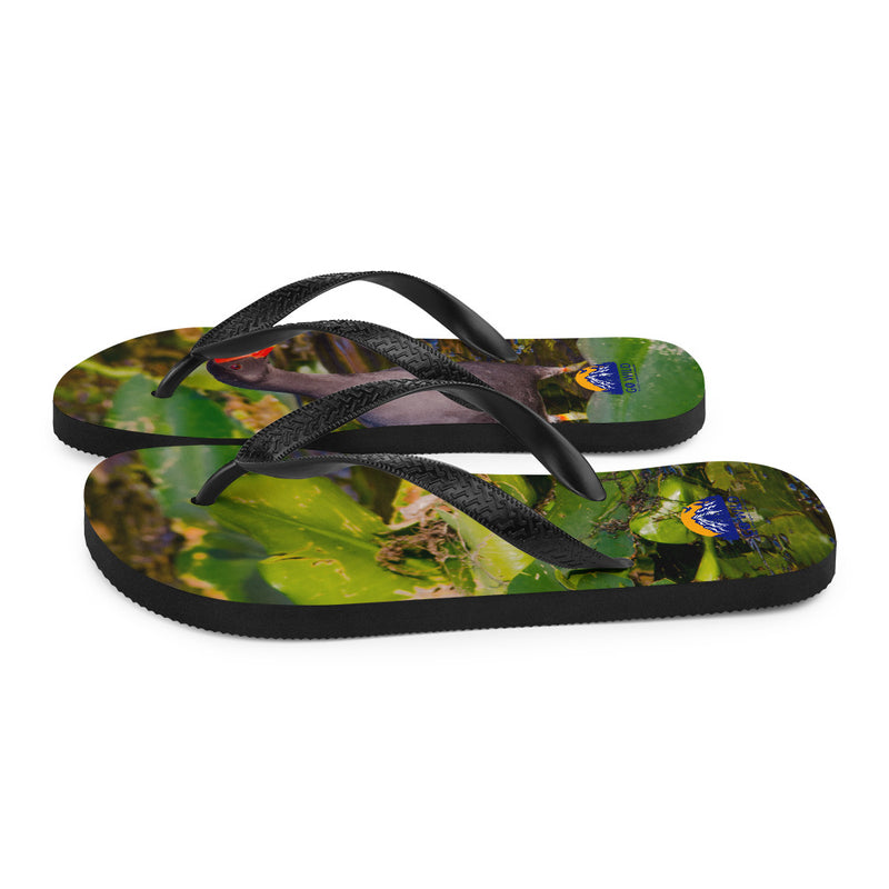 Common Moorhen Flip-Flops - Go Wild Photography [description]  [price]