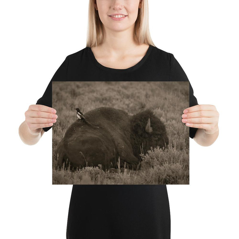 The Bison and the Magpie - Go Wild Photography [description]  [price]