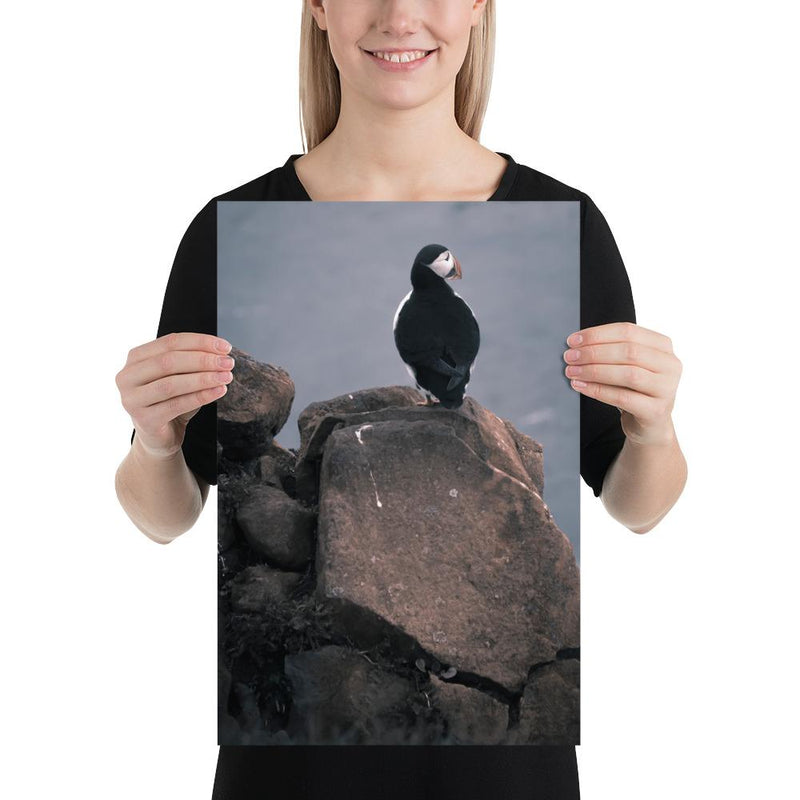 Lone Puffin - Go Wild Photography [description]  [price]