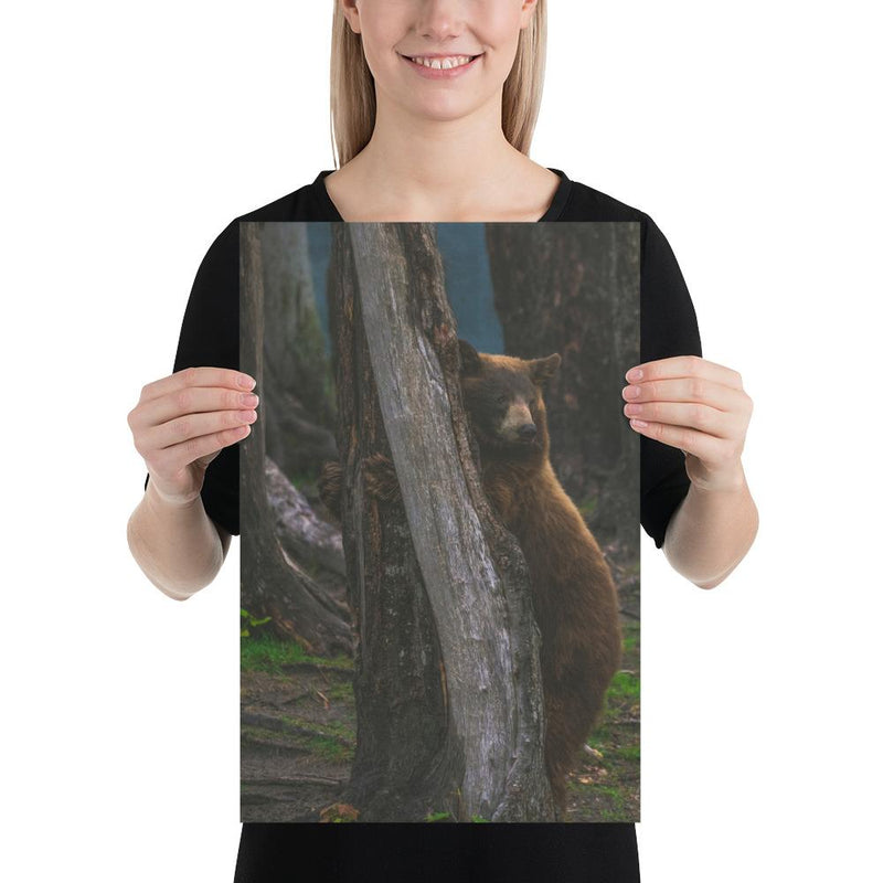 Bear Hug - Go Wild Photography [description]  [price]