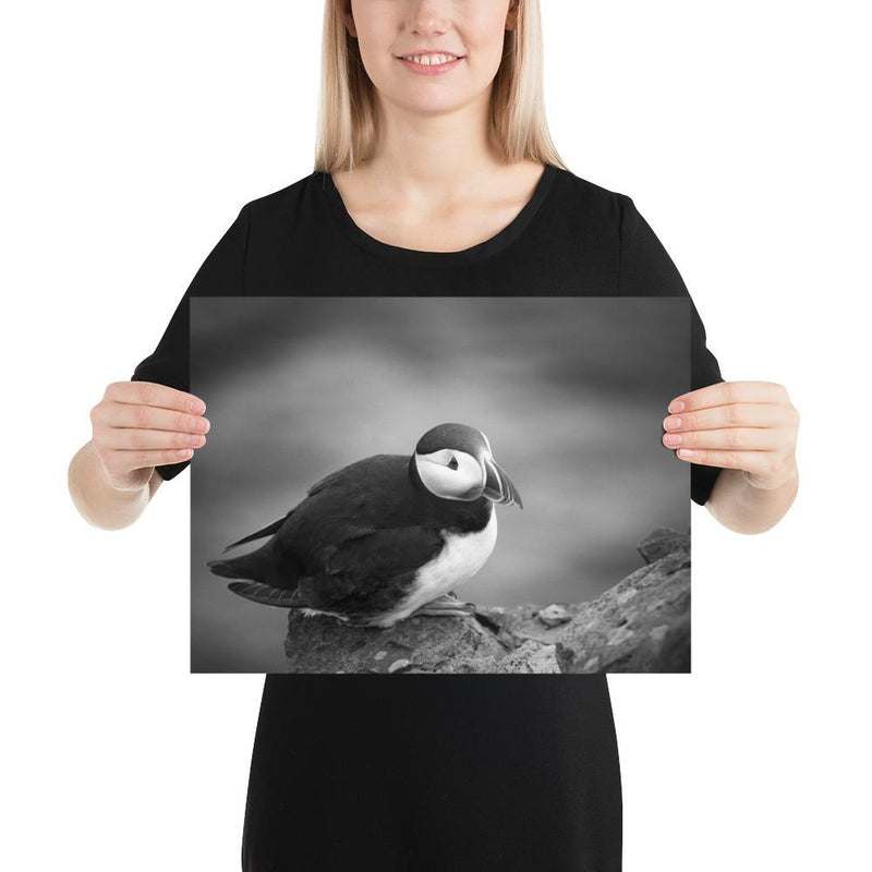 Atlantic Puffin Black and White - Go Wild Photography [description]  [price]