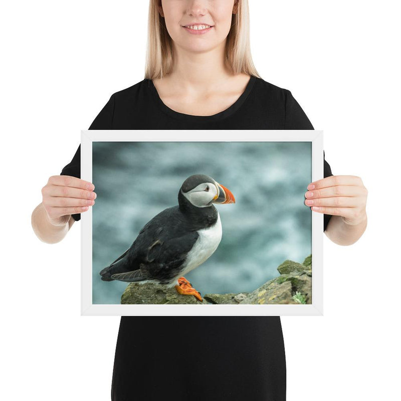 Atlantic Puffin - Go Wild Photography [description]  [price]