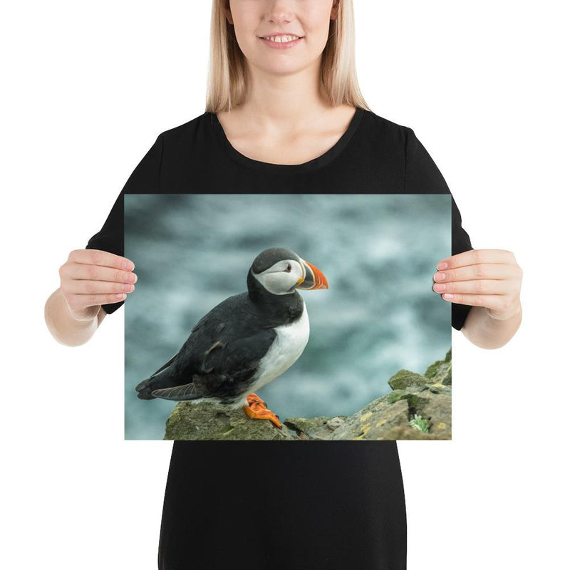 Atlantic Puffin - Go Wild Photography [description]  [price]