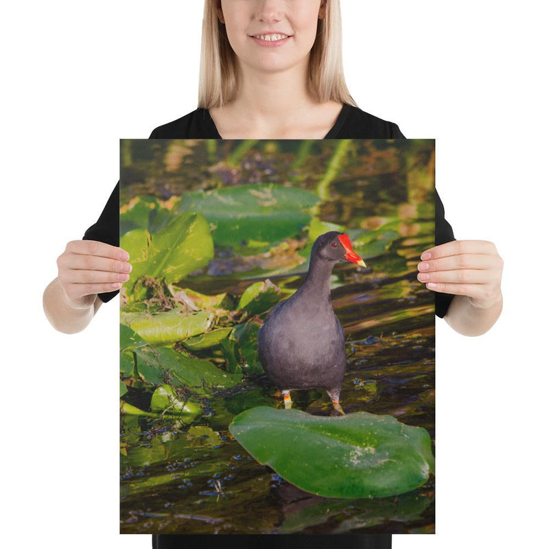 Common Moorhen - Go Wild Photography [description]  [price]
