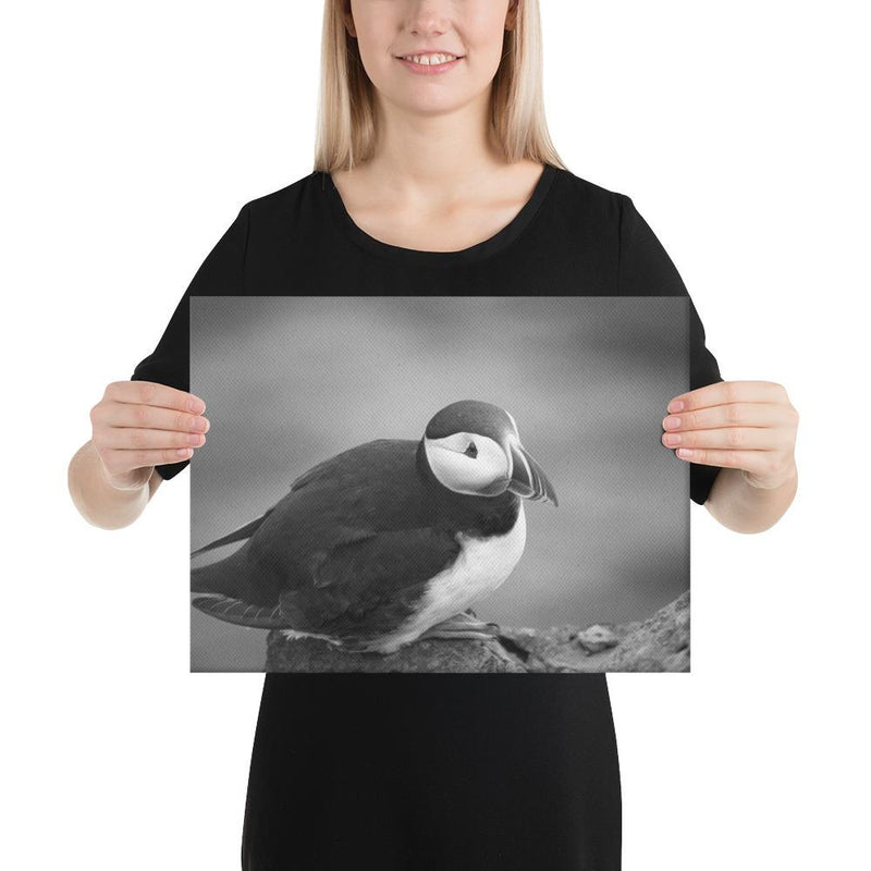 Atlantic Puffin Black and White - Go Wild Photography [description]  [price]