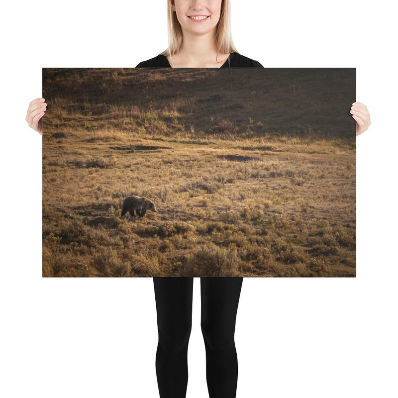 Grizzly - Go Wild Photography [description]  [price]