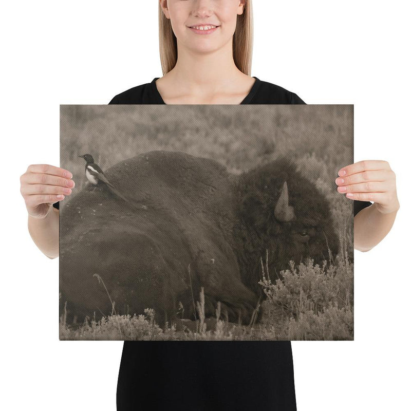 The Bison and the Magpie - Go Wild Photography [description]  [price]