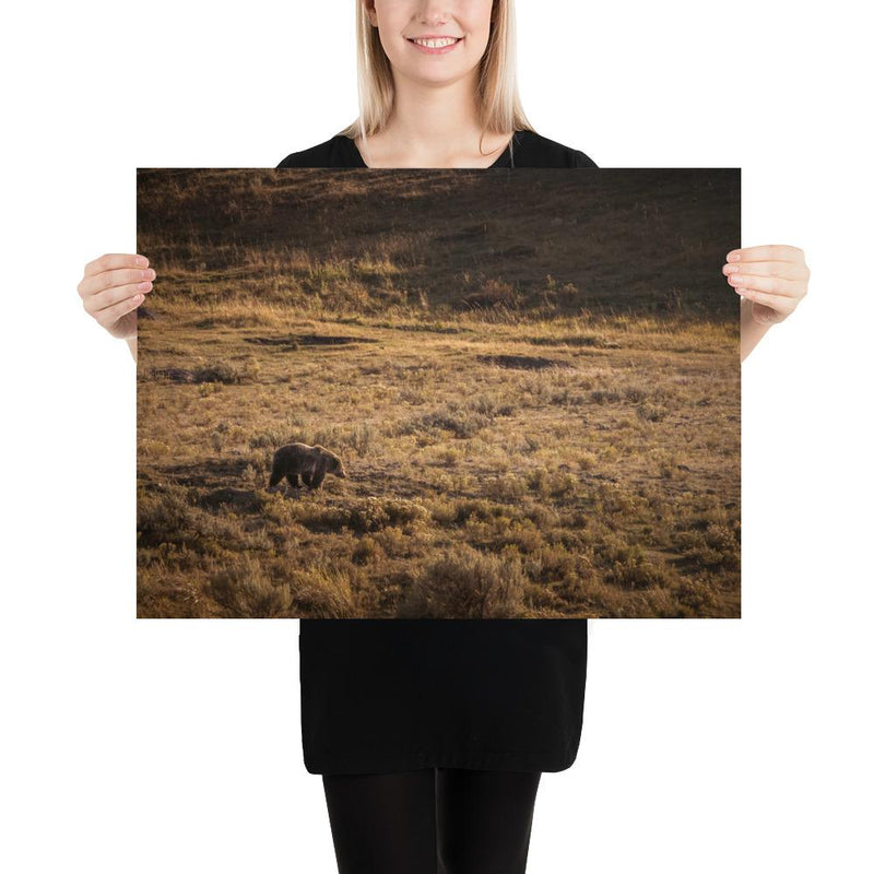 Grizzly - Go Wild Photography [description]  [price]