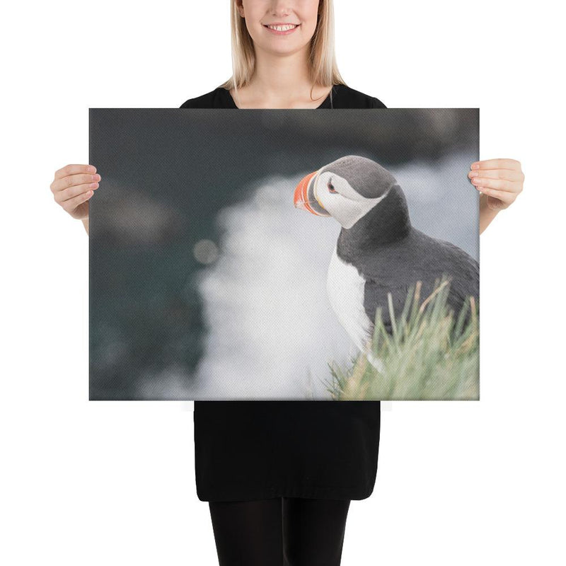 Stoic Puffin - Go Wild Photography [description]  [price]