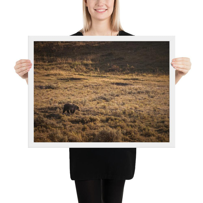 Grizzly - Go Wild Photography [description]  [price]