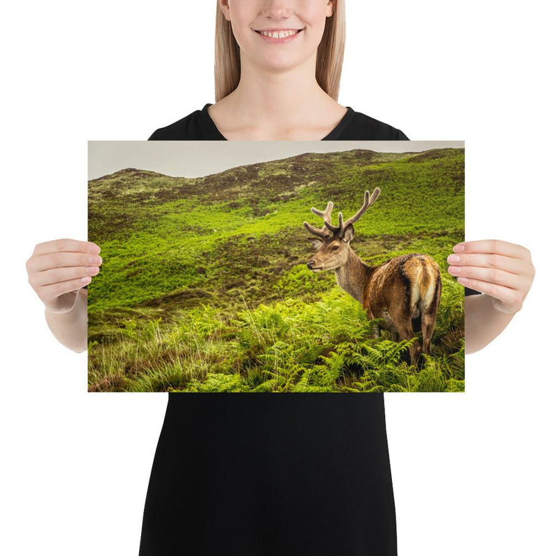 Prince of the Forest - Go Wild Photography [description]  [price]