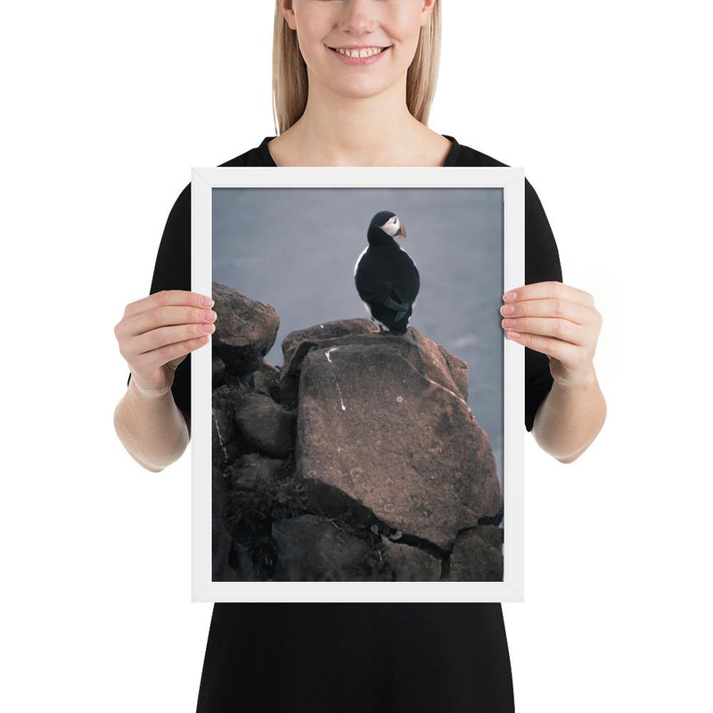 Lone Puffin - Go Wild Photography [description]  [price]