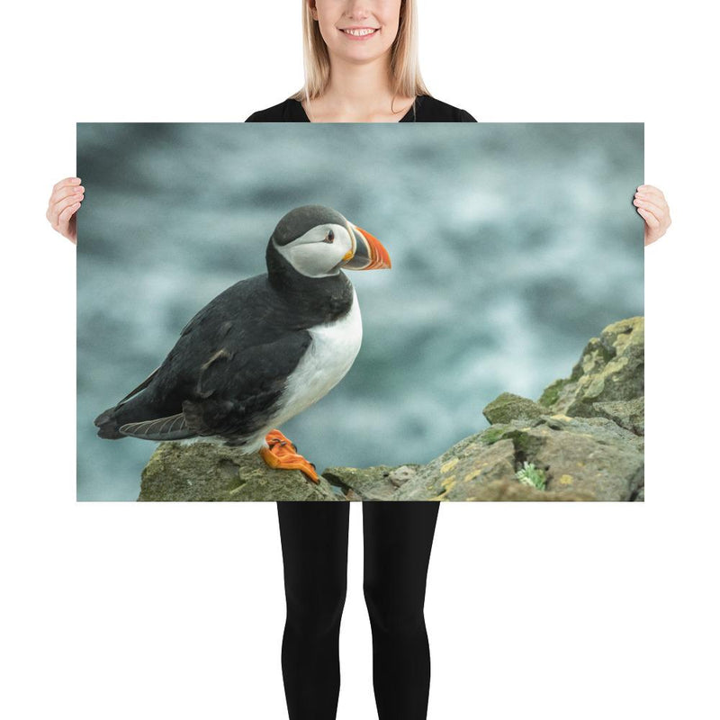 Atlantic Puffin - Go Wild Photography [description]  [price]