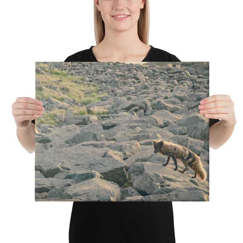 Arctic Fox - Go Wild Photography [description]  [price]