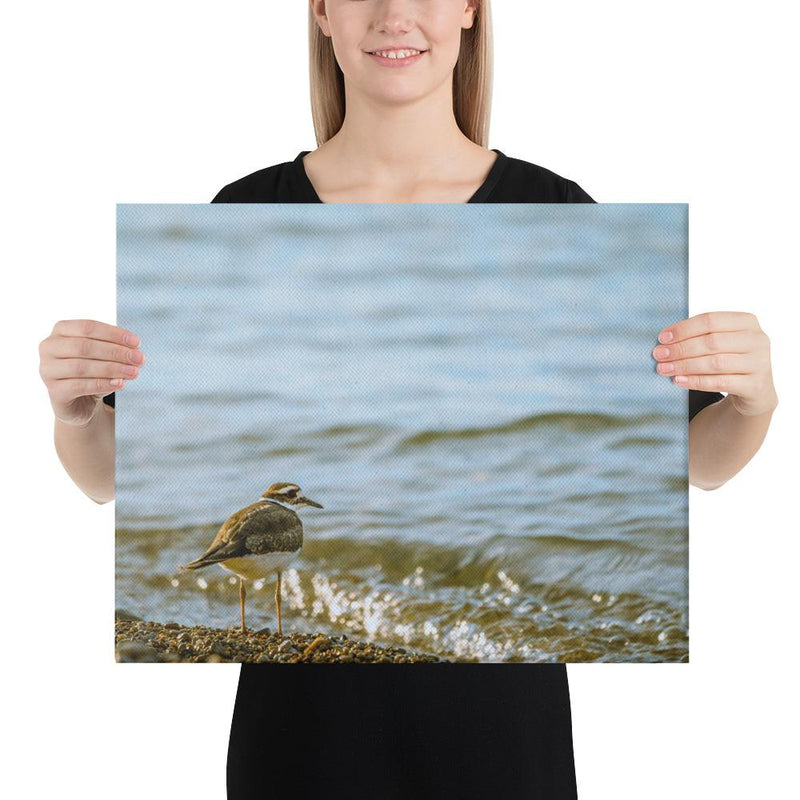 Sand Piper - Go Wild Photography [description]  [price]