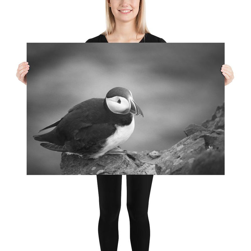 Atlantic Puffin Black and White - Go Wild Photography [description]  [price]
