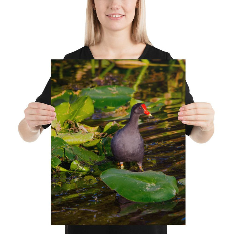 Common Moorhen - Go Wild Photography [description]  [price]