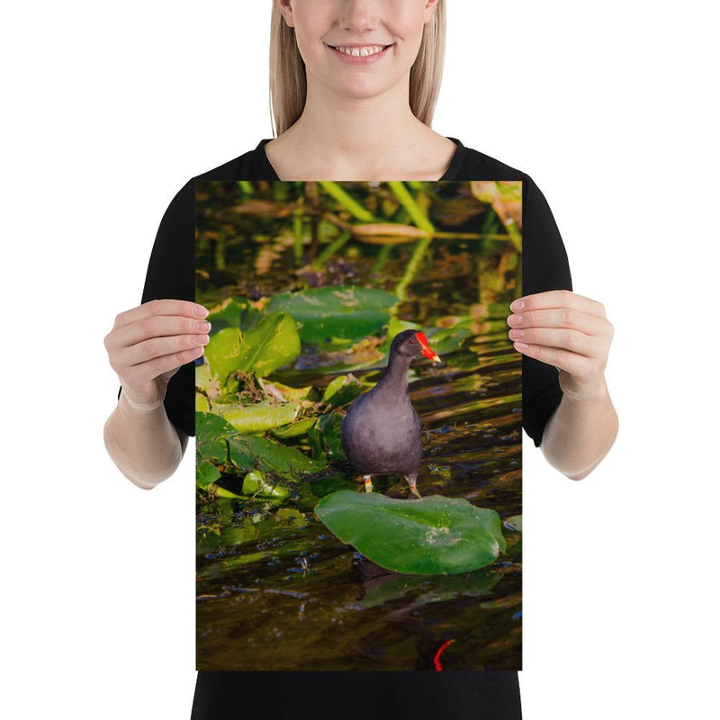 Common Moorhen - Go Wild Photography [description]  [price]