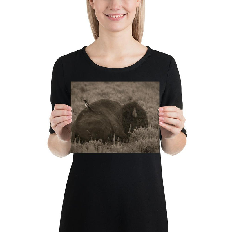 The Bison and the Magpie - Go Wild Photography [description]  [price]