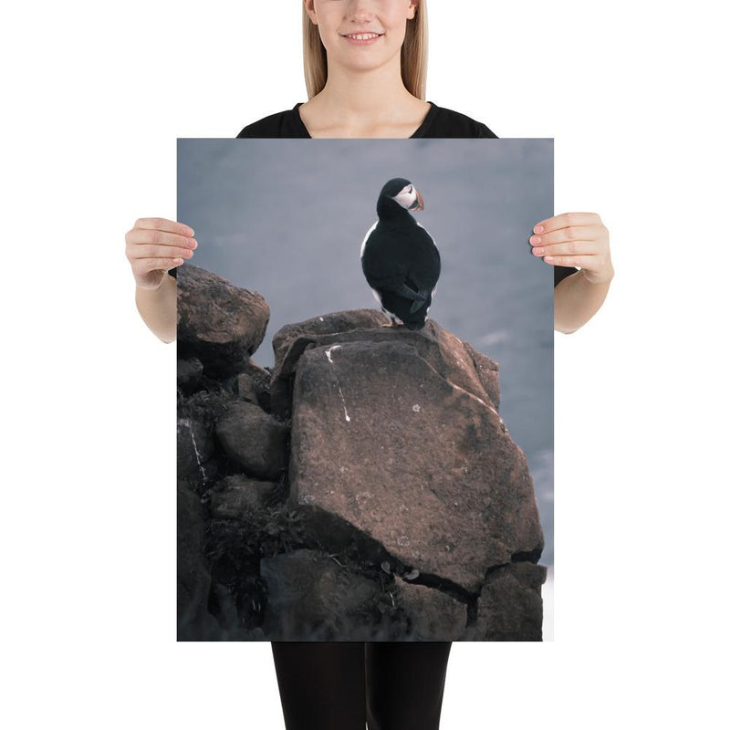 Lone Puffin - Go Wild Photography [description]  [price]