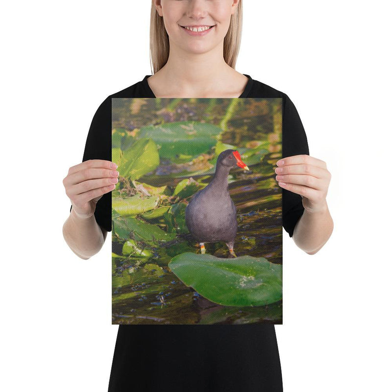 Common Moorhen - Go Wild Photography [description]  [price]