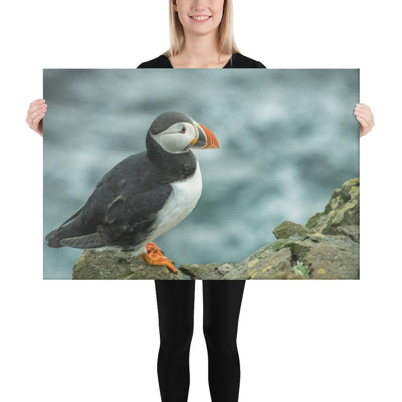 Atlantic Puffin - Go Wild Photography [description]  [price]