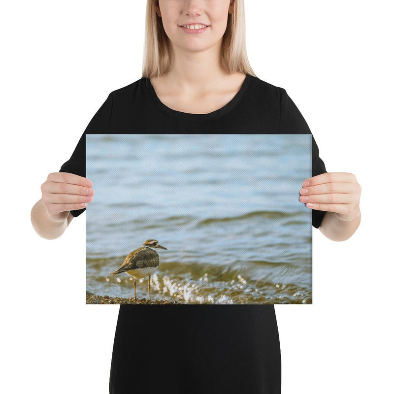 Sand Piper - Go Wild Photography [description]  [price]