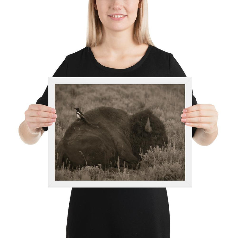 The Bison and the Magpie - Go Wild Photography [description]  [price]