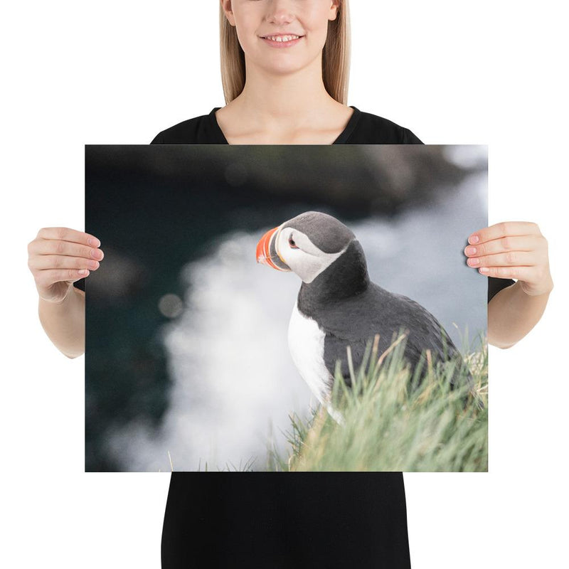Stoic Puffin - Go Wild Photography [description]  [price]