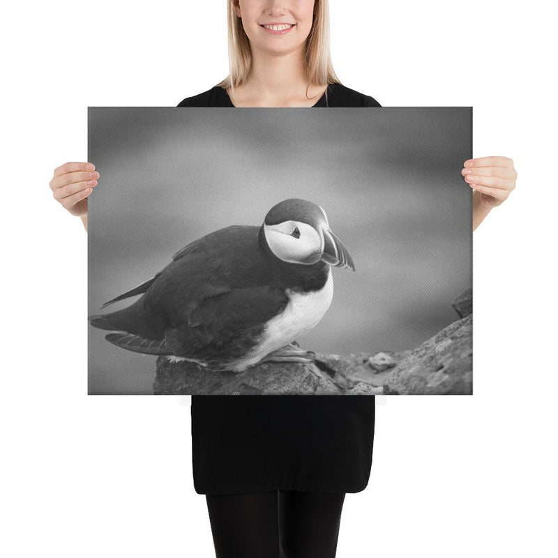 Atlantic Puffin Black and White - Go Wild Photography [description]  [price]